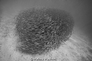 barracoda ! by Helmy Hashim 